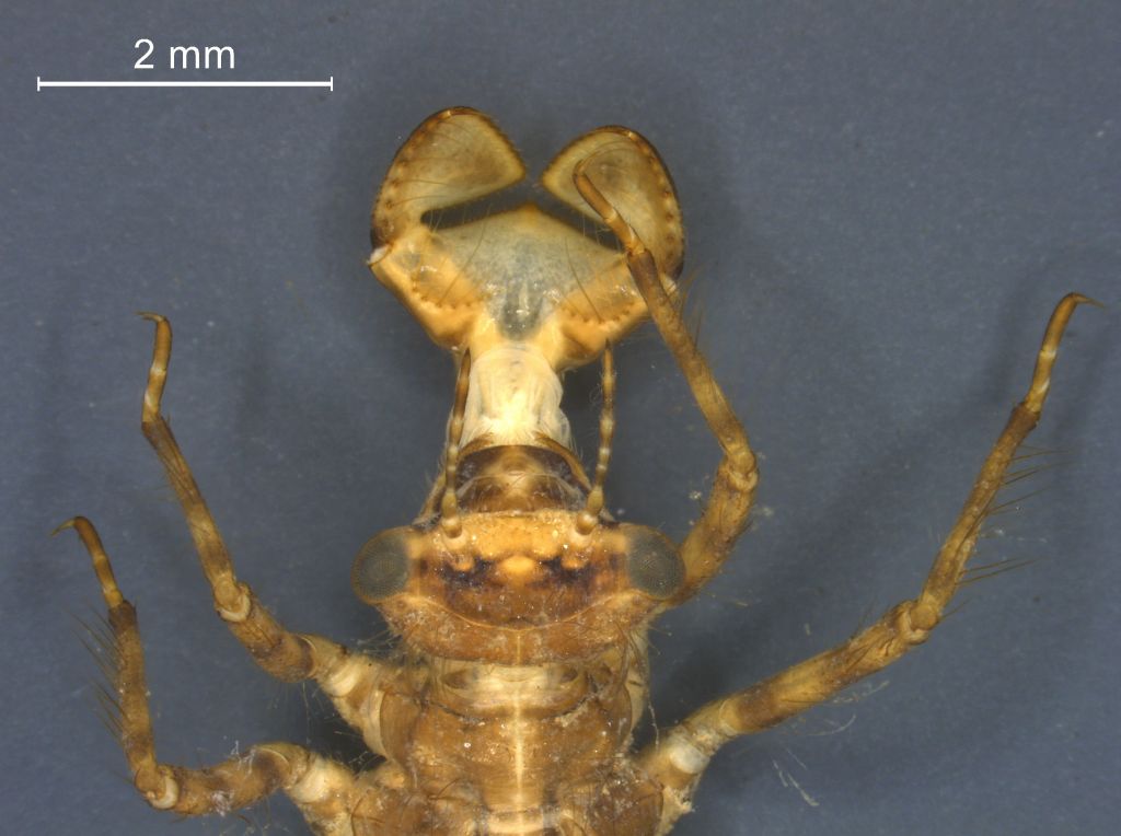 Libellula quadrimaculata